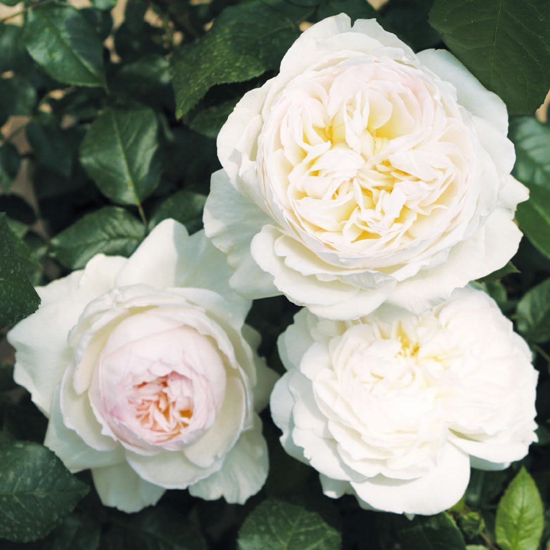 ハルメク☆MSMクリーム 140g×2個セット日本製❤新品未使用 未開封 ハルメク MSMクリーム（2個組）: ｜ カタログ通販のハルメク